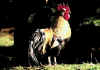 003fig008 arancio gallo.jpg (51980 byte)